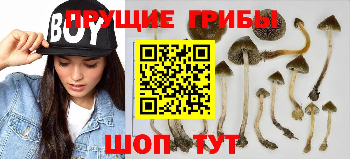 Ржев  магазин продажи   Галлюциногенные грибы прущие грибы  Вход с VPN  Галлюциногенные грибы Magic Shrooms 